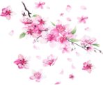2 Pcs Cherry Blossom Vinyl Car Sticker, Car Flower Decals, Pink Sticker for Cars, Scratch Cover Pink Flower Decal for Automotive, Motocycle, Home Decor - Image 8
