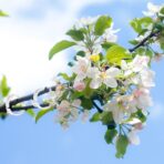 Plant Support Clips,100/150/300 PCS Plant Clips for Climbing Plants Clear for Tomato Grape,Garden Clip Plants Support Clip Garden Clips Vine Vegetables Fixing Clip (White-50pcs) - Image 2