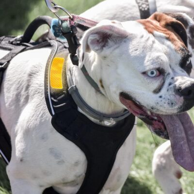 25 Pcs Warning Reflective Stickers, Assortment Outdoor Waterproof Safety Reflective Stickers, 1.2 x 3.25 Inch Driveway Reflectors Sticker, Night Visibility Adhesive Sticker - Image 5